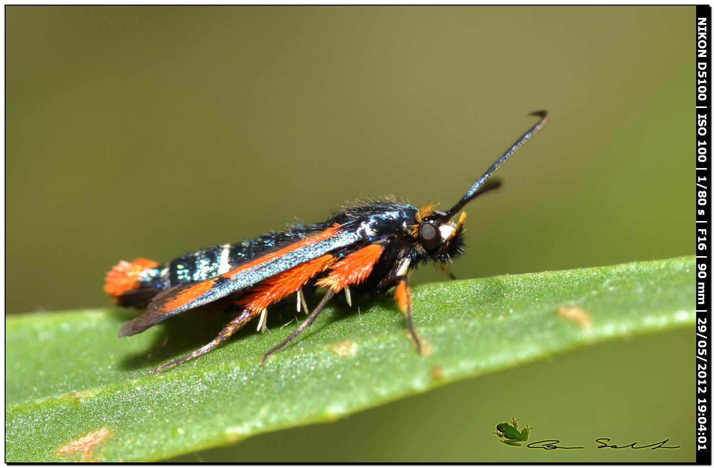 Pyropteron chrysidiforme, Sesiidae