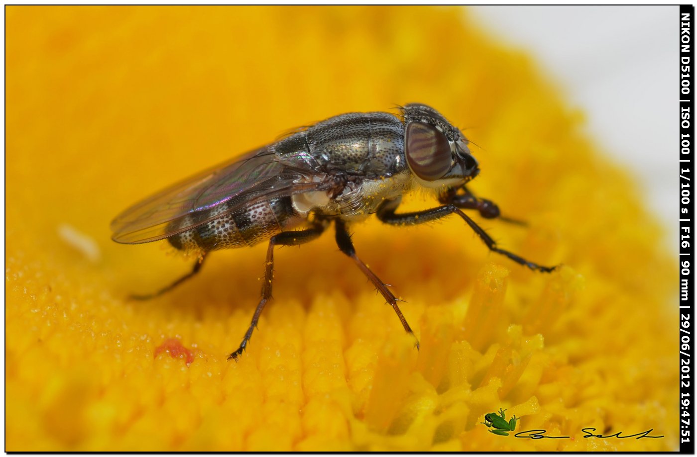 Stomorhina lunata
