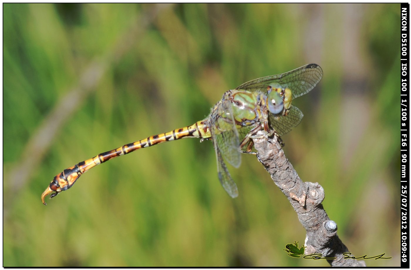 Paragomphus genei ♂