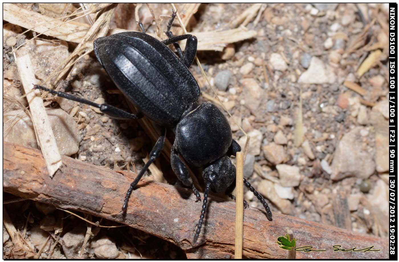 Scaurus striatus
