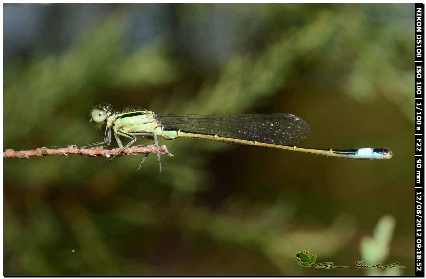 Ischnura genei