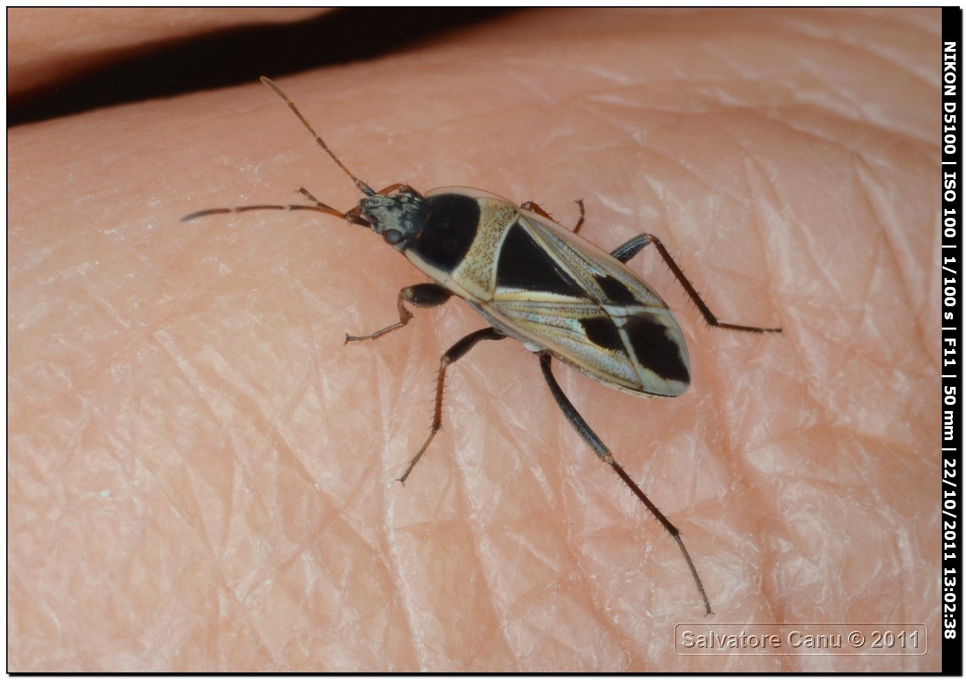 Lygaeidae:  Xanthochilus cfr. saturnius