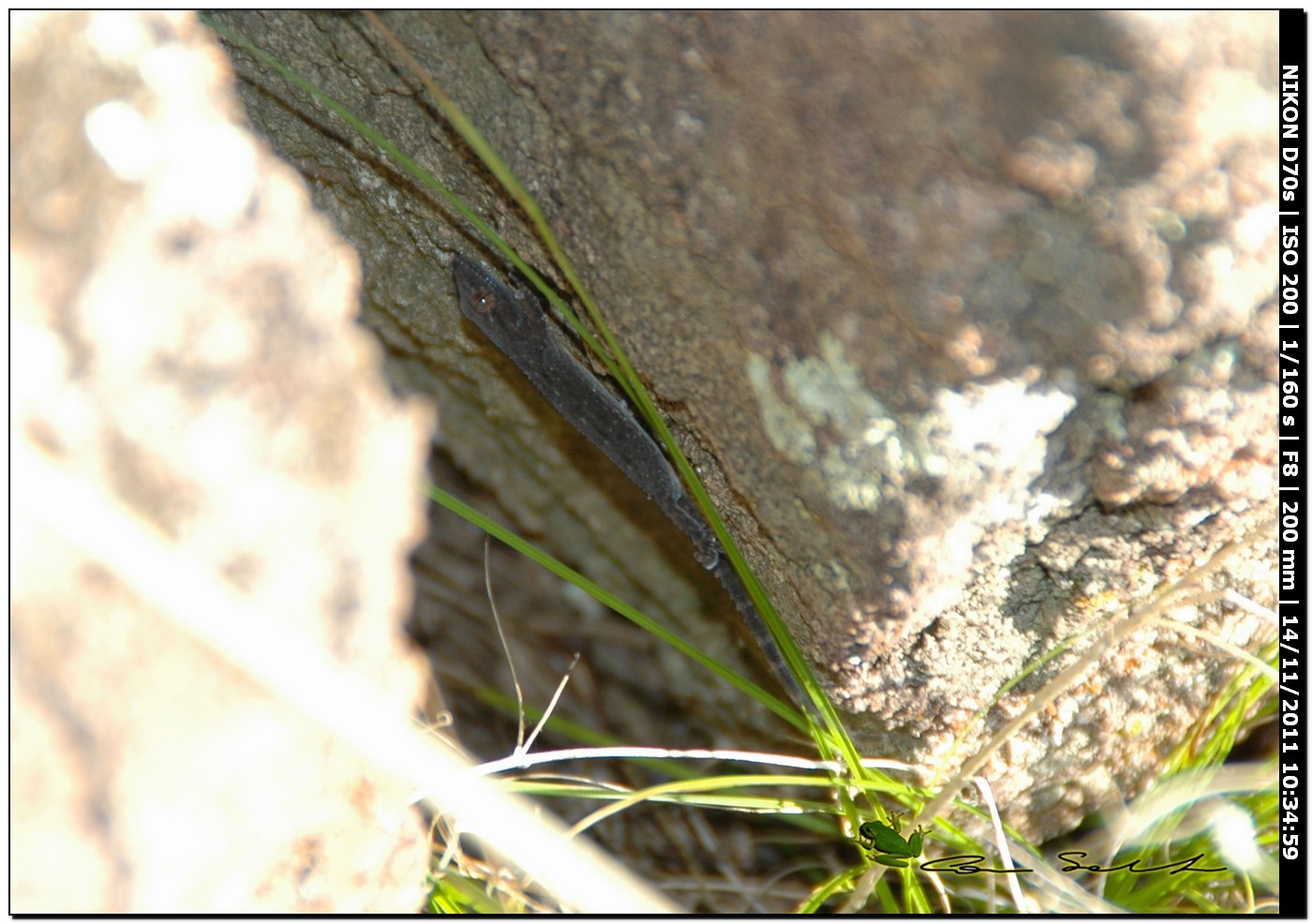 Tarentola da identificare