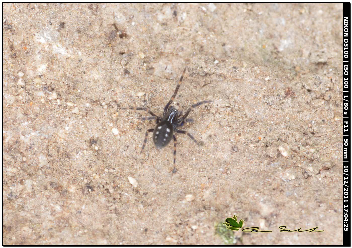 Titanoecidae, Nurscia albomaculata