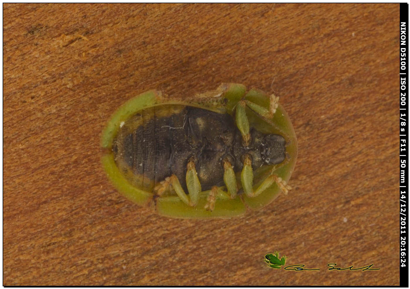 Cassida