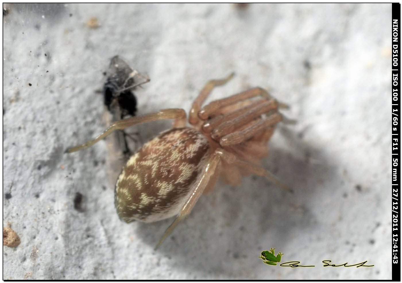 Nigma walckenaeri