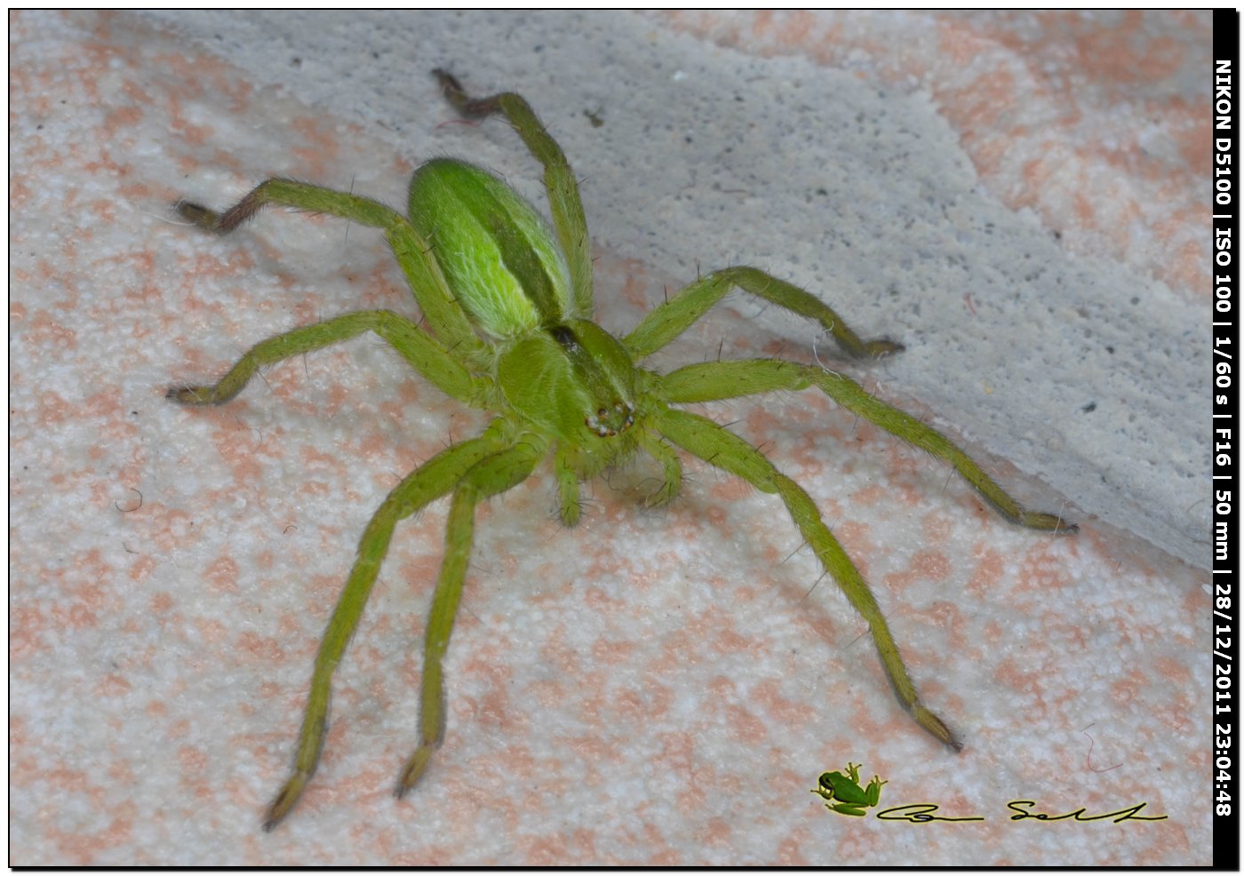 Sparassidae, Micrommata ligurina