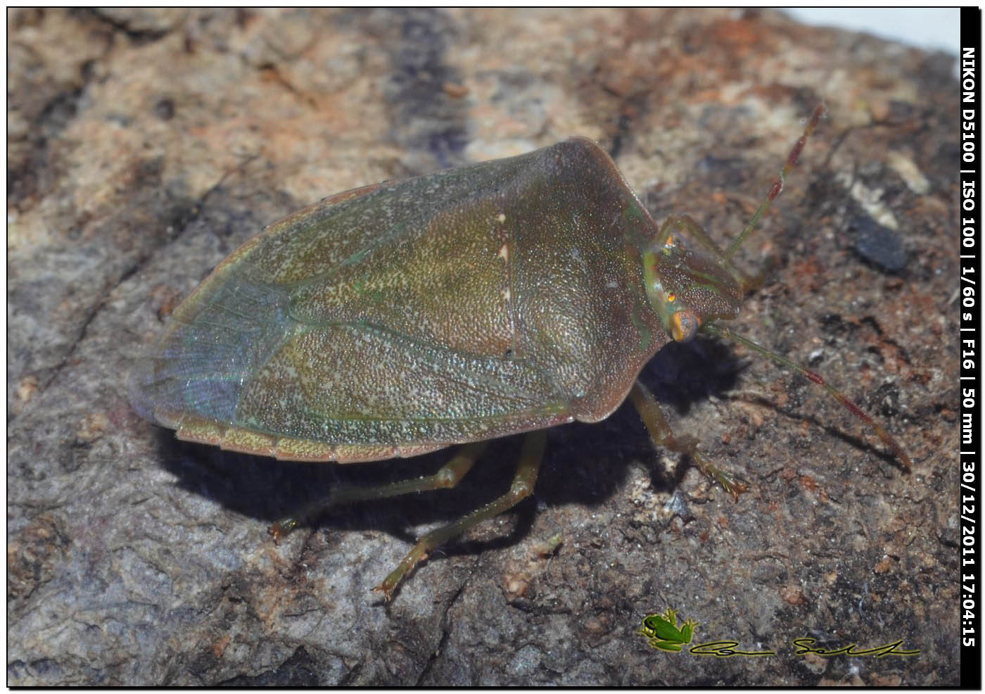Pentatomidae: Nezara viridula 