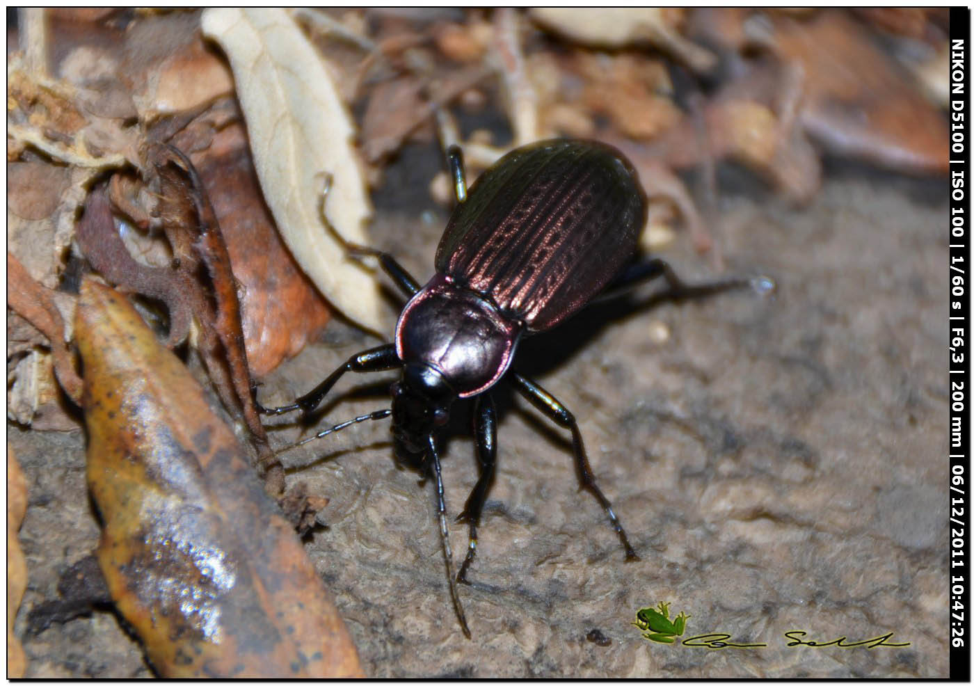 Carabus morbillosus constantinus