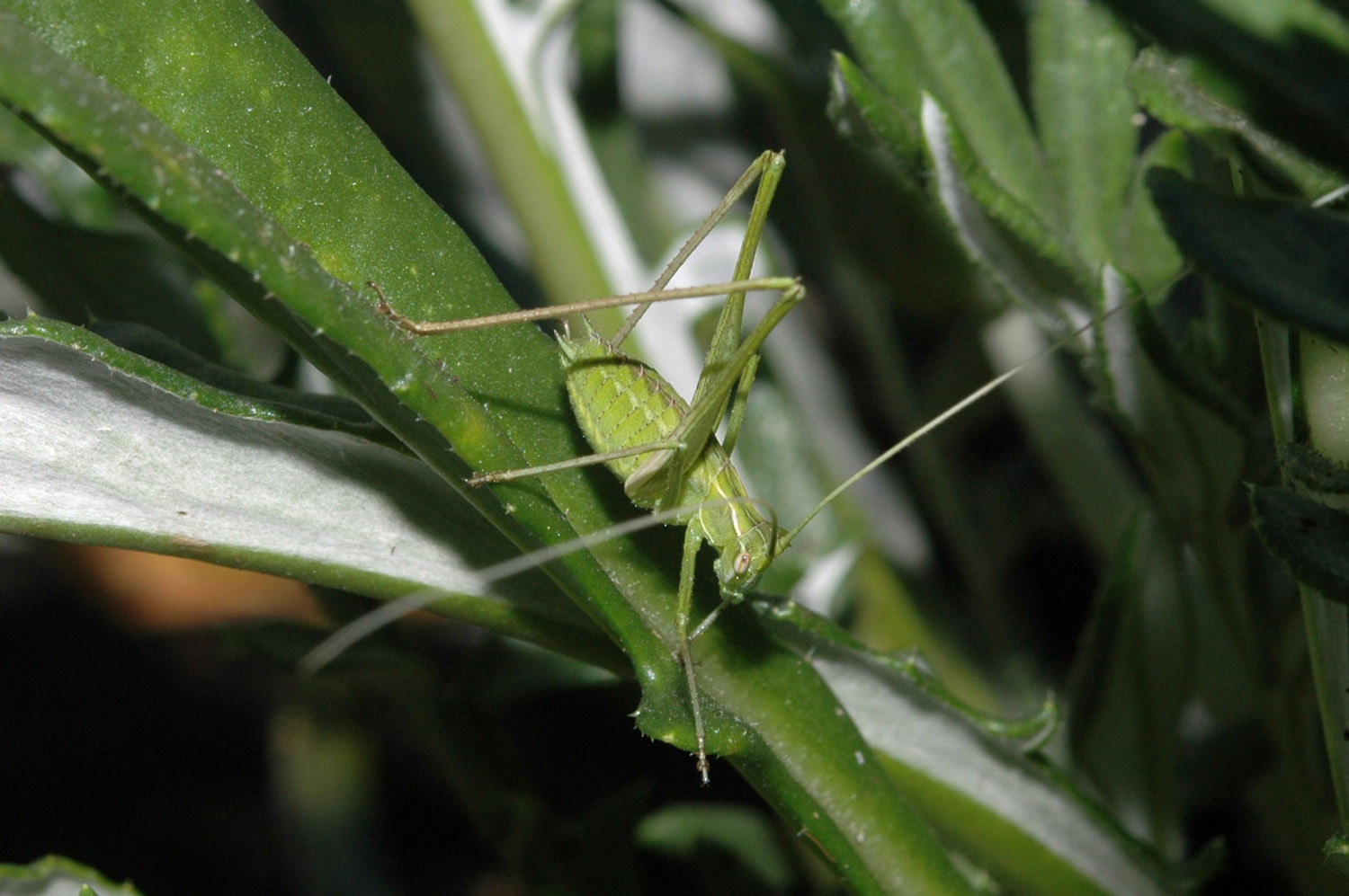 Ortottero Phaneropteridae: Tylopsis lilifolia (giovane)