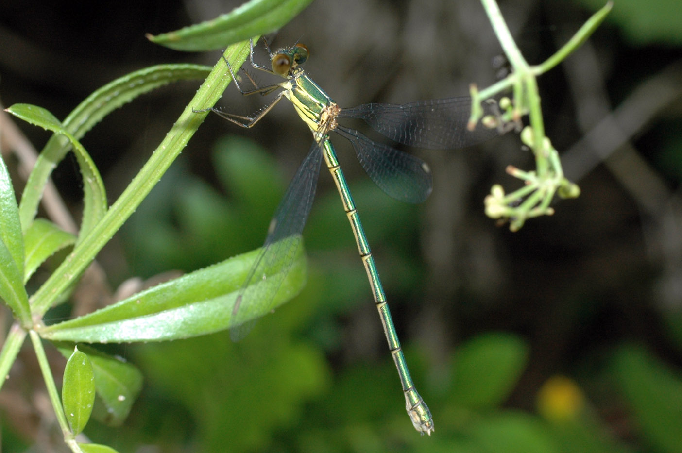 libellula da identificare: Chalcolestes viridis