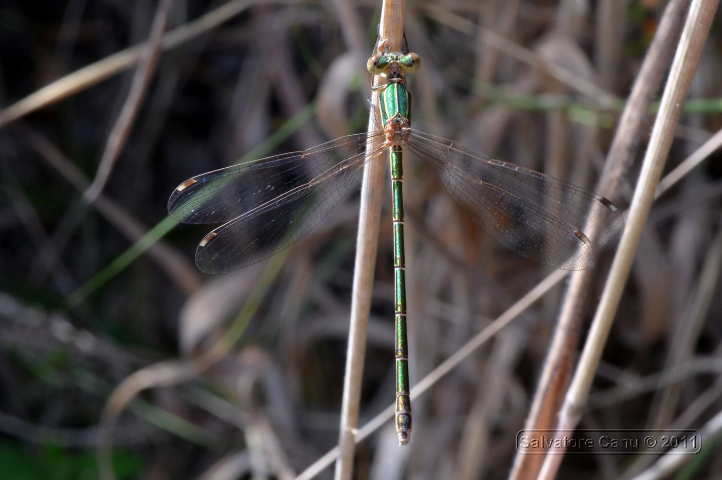 Lestes.. - Lestes barbarus