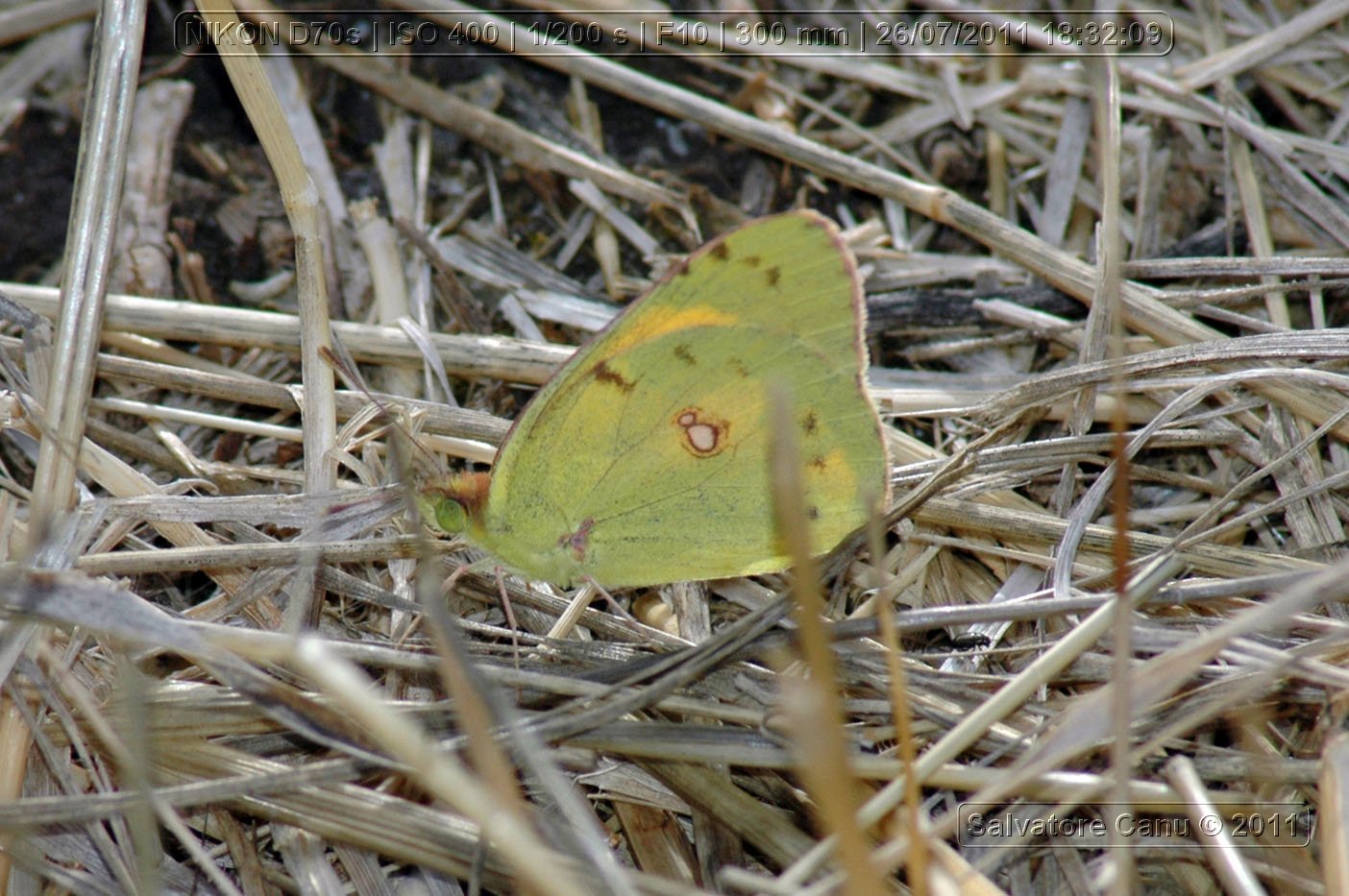 Colias croceus??