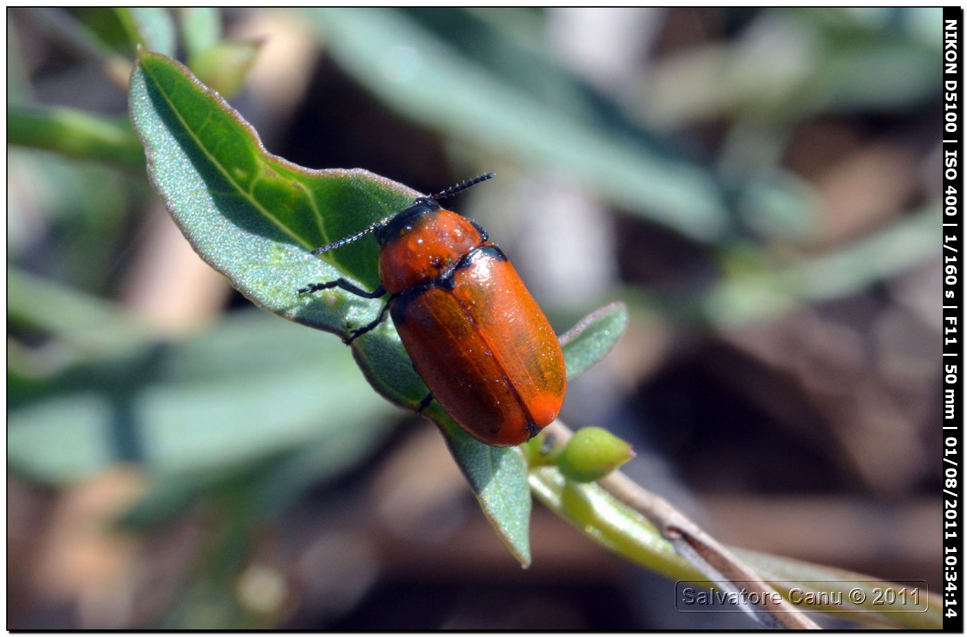 Coptocephala raffrayi?