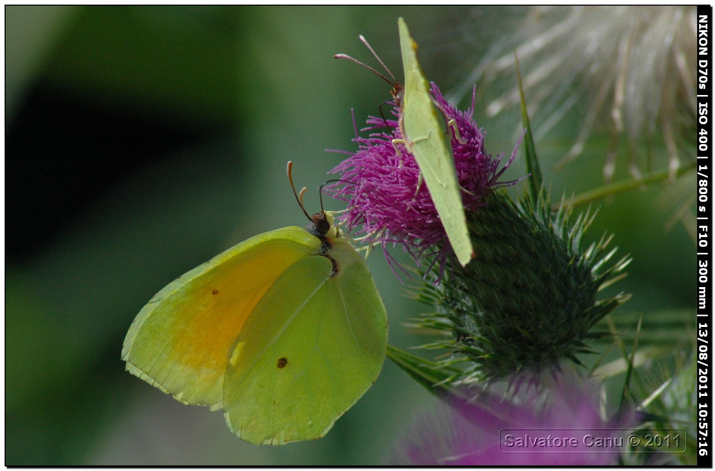 Gonepteryx cleopatra??