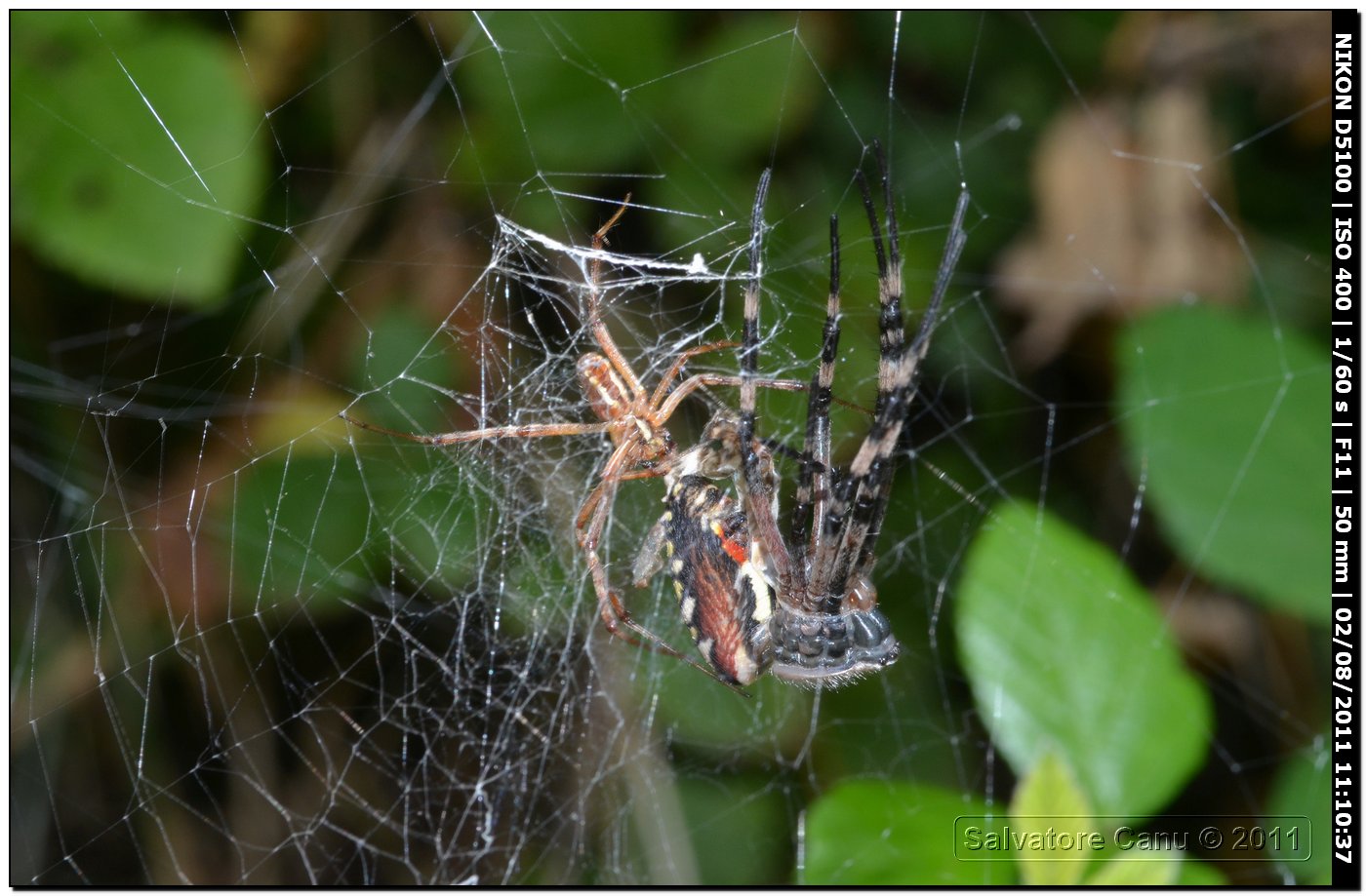 Argiope bruennichi (muta)