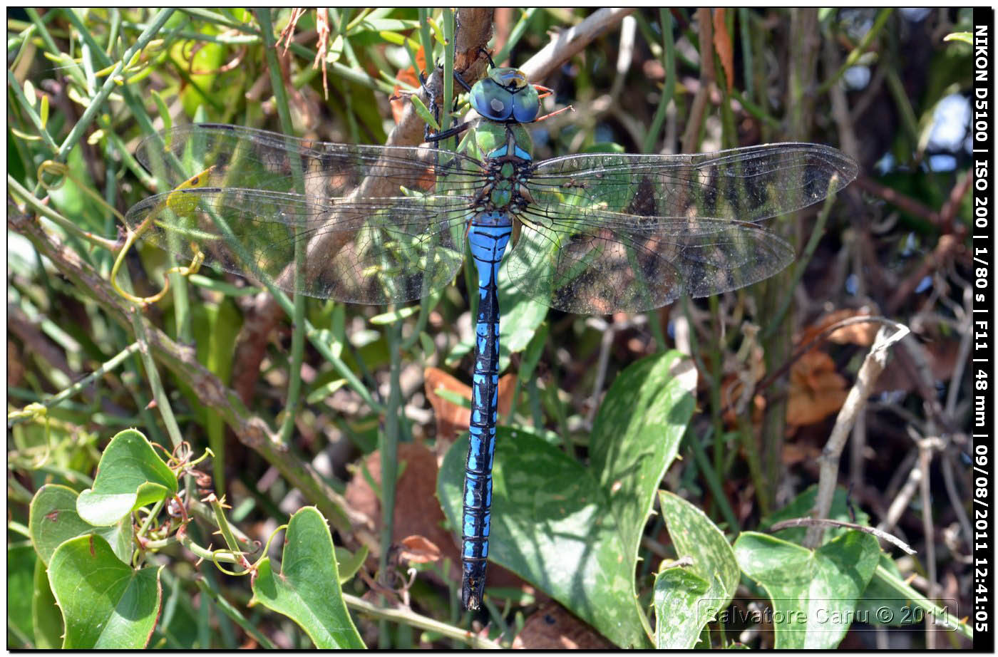 Anax imperator 2