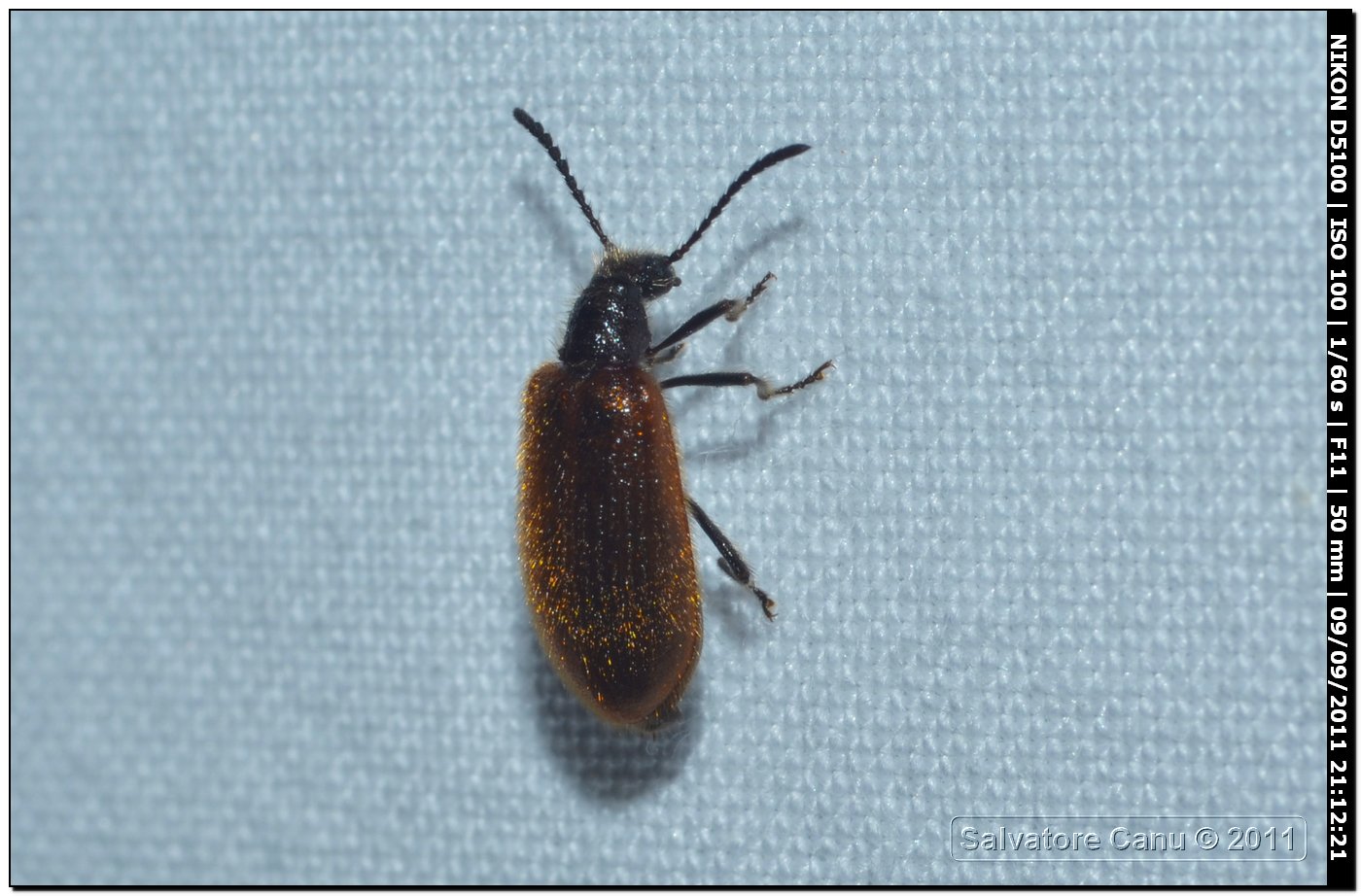 Lagria hirta