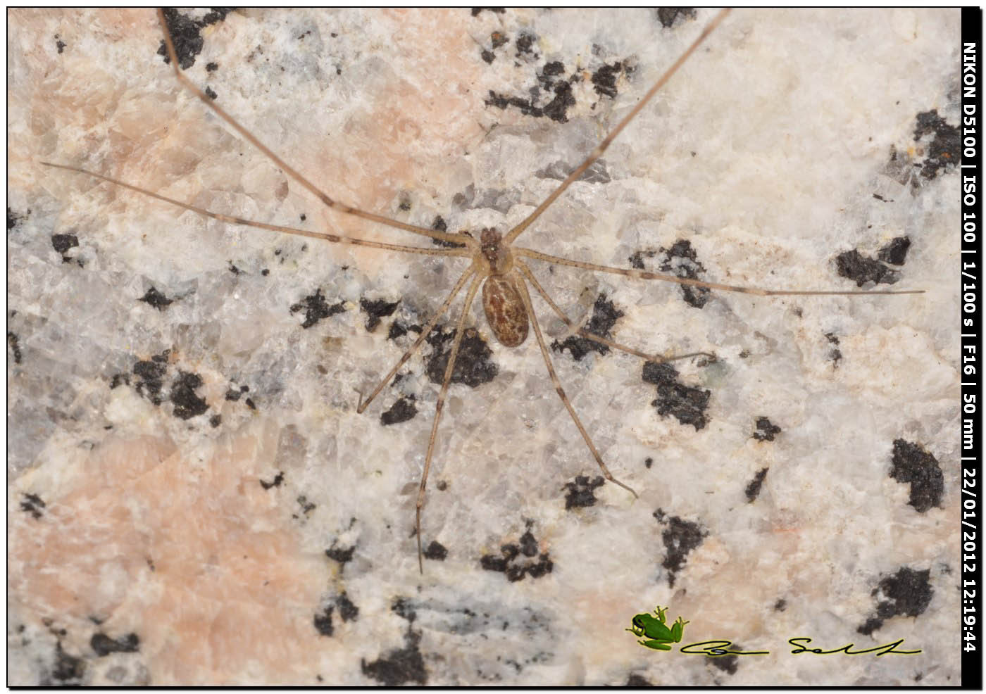 Holocnemus pluchei