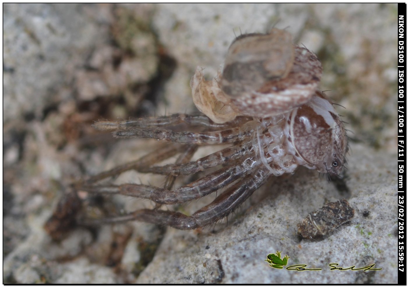 Xysticus sp. documentazione della muta