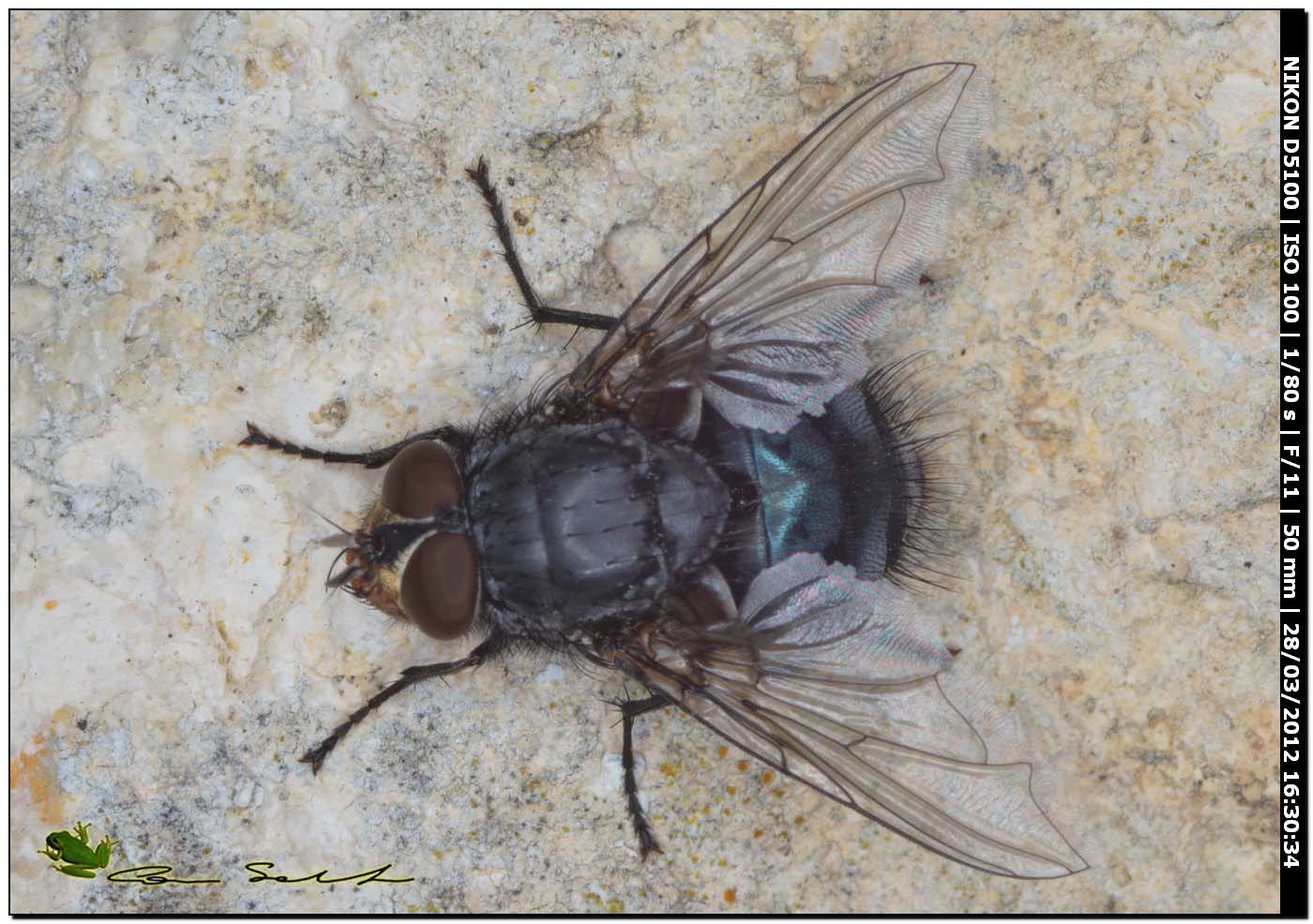 Calliphora vicina da Usini