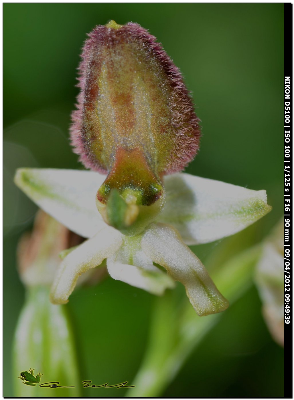Orchidea da Usini, sfiorita?