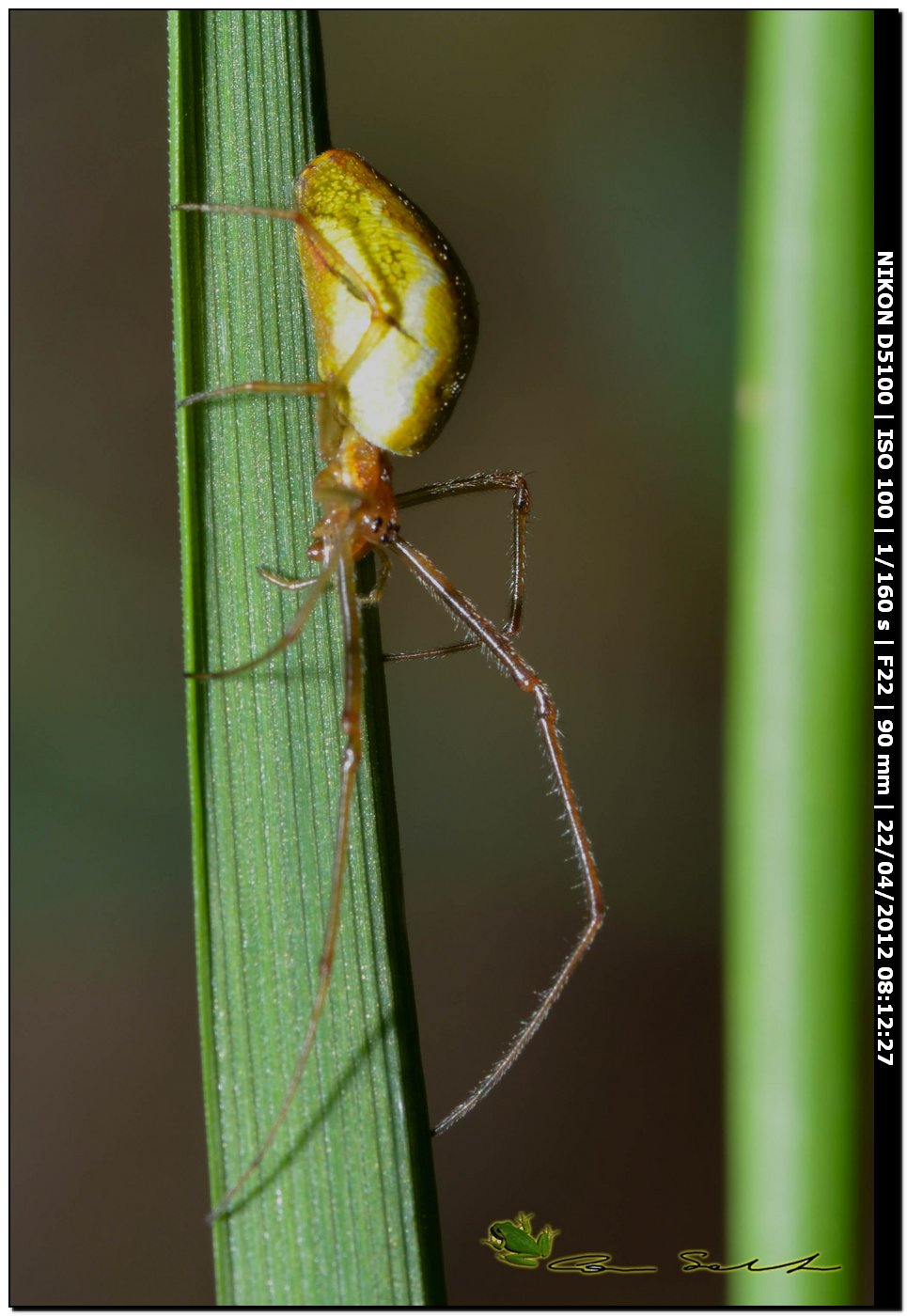 Tetragnathidae