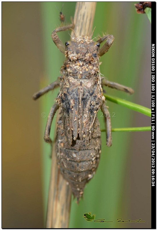 Orthetrum cancellatum, metamorfosi