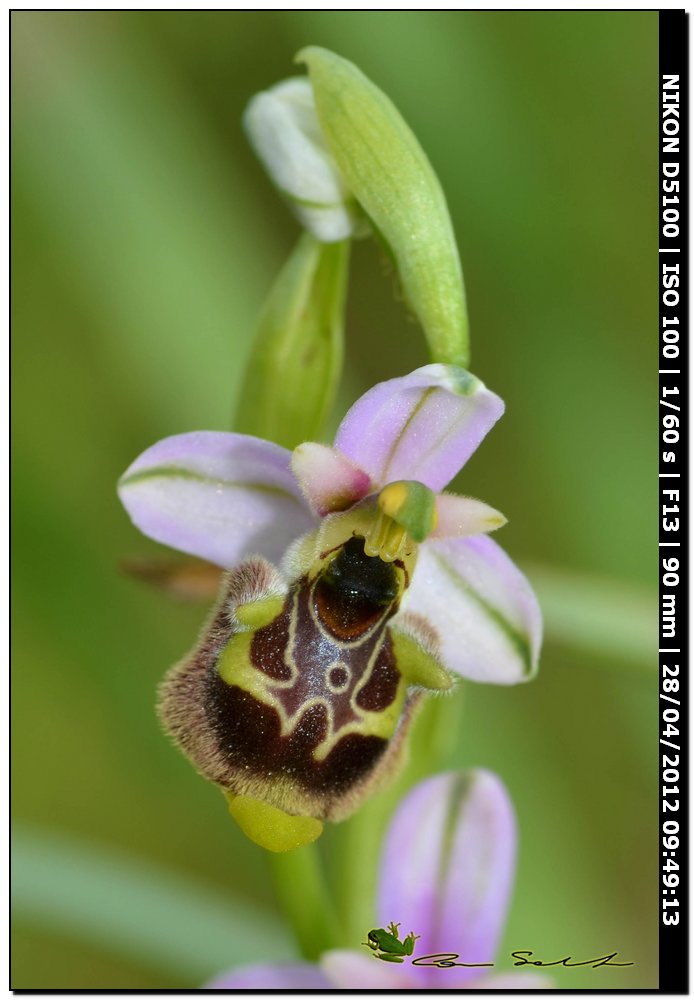 Ophrys annae