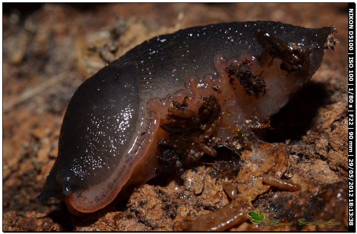 Limax gruppo corsicus da Ittiri (nero 2)