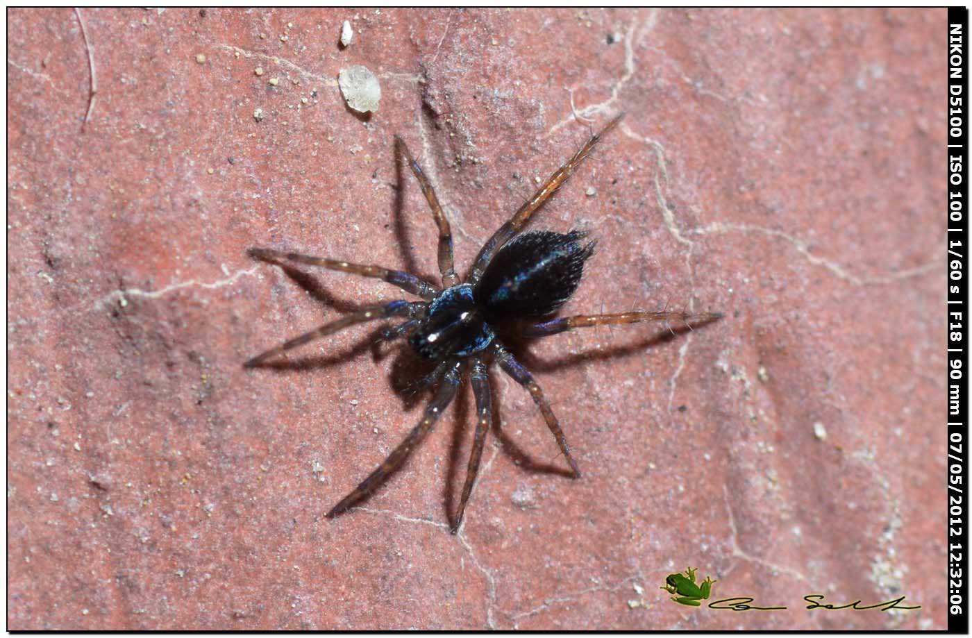 Ragnetto con riflessi azzurri: giovaneTextrix (o Lycosoides)