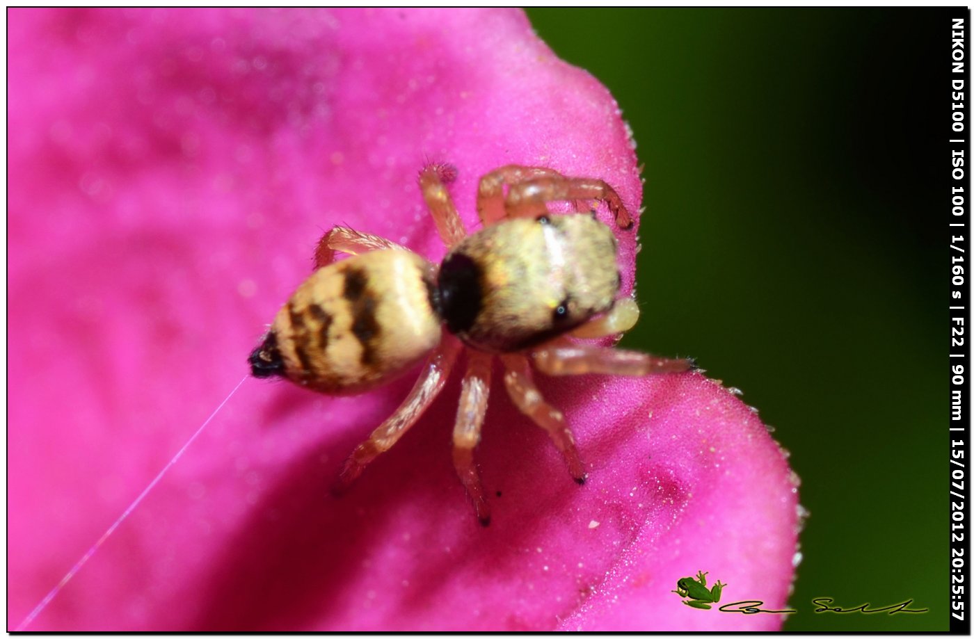 Heliophanus tribulosus