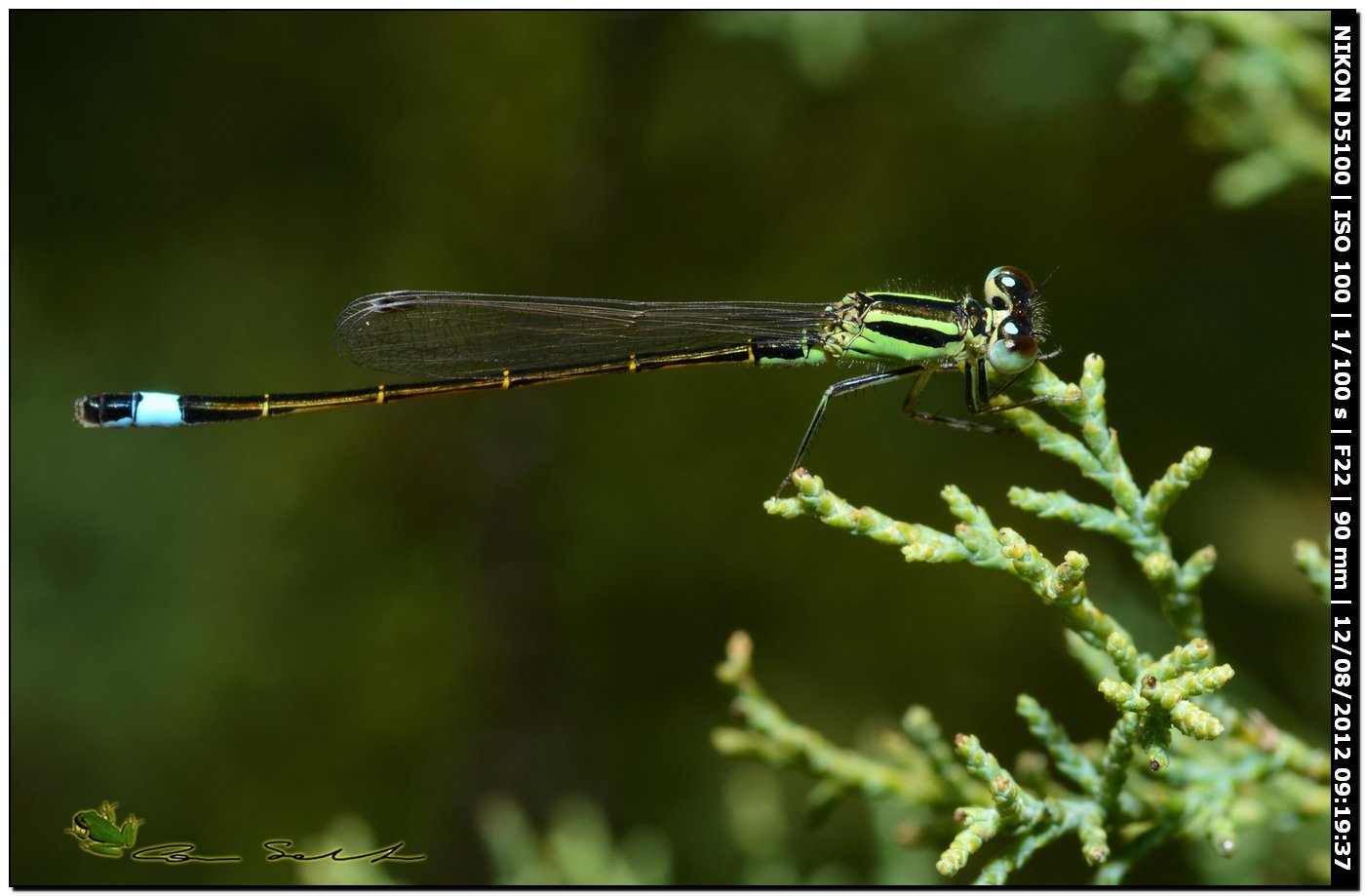 Ischnura genei