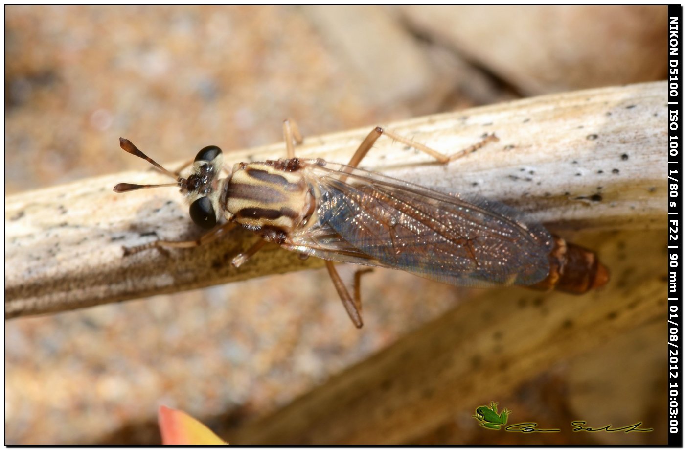 Dittero strano: Leptomydas sardous M e F (Mydidae)