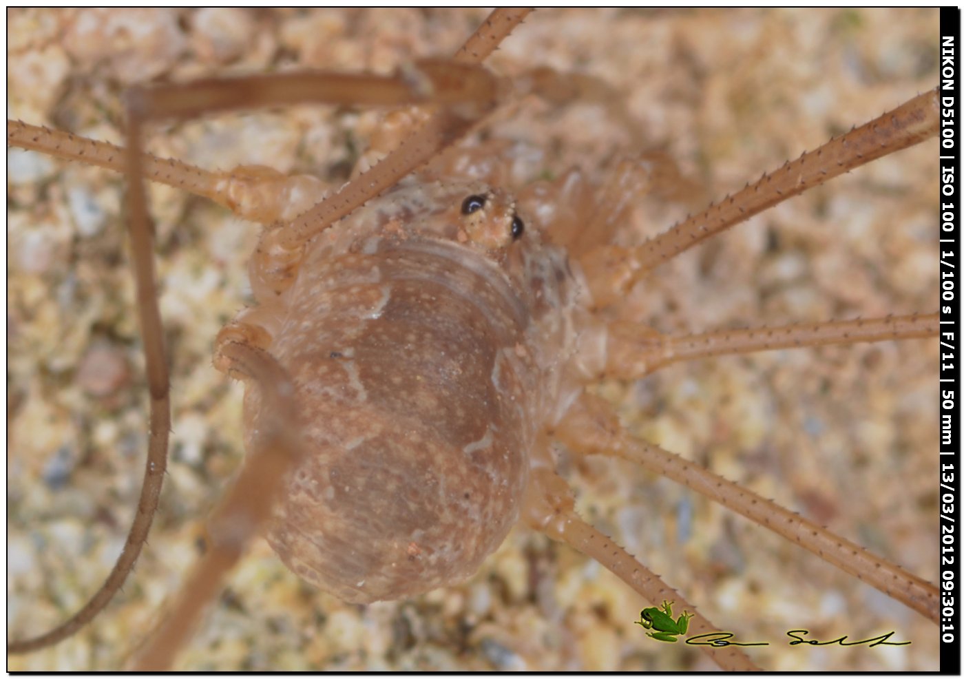 Phalangium targonii da Porto Ferro No 49