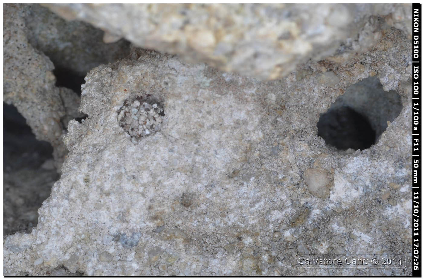 Pompilidae