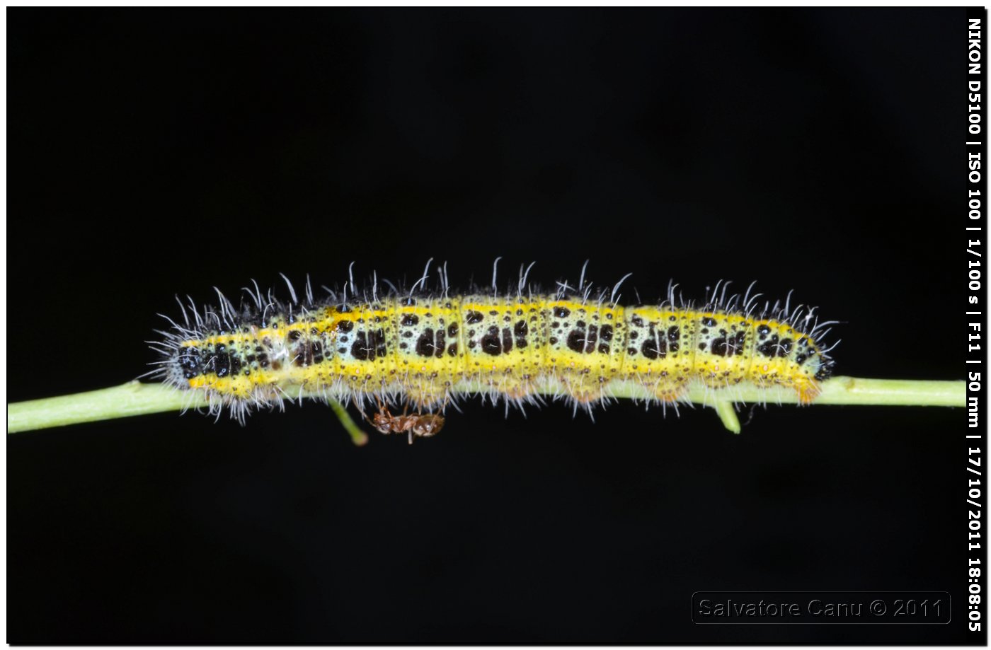 Bruchi di Pieris brassicae