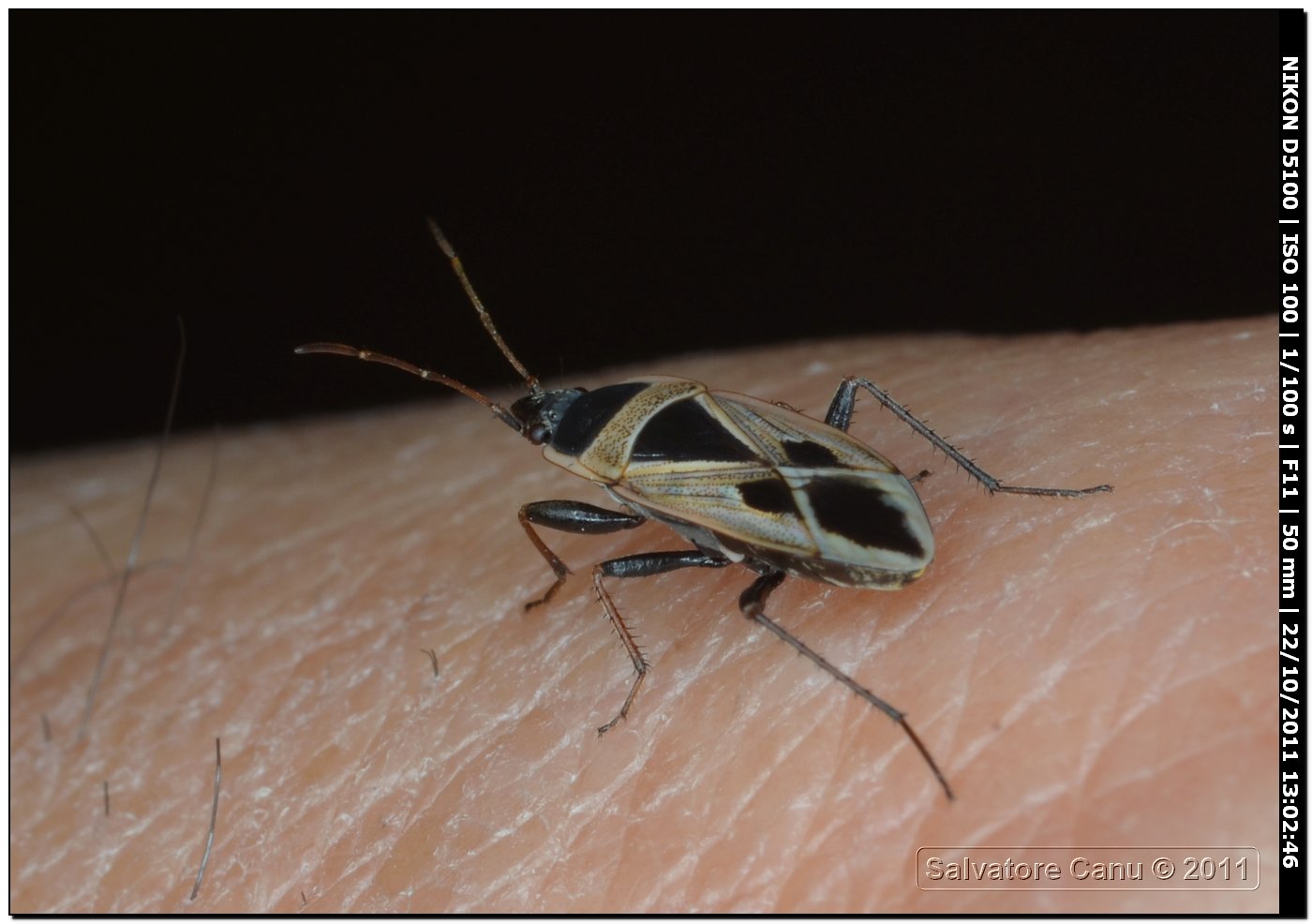 Lygaeidae:  Xanthochilus cfr. saturnius