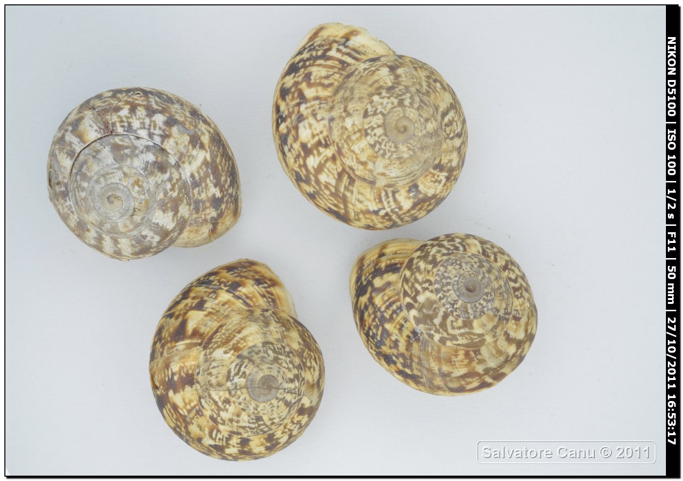 Marmorana serpentina