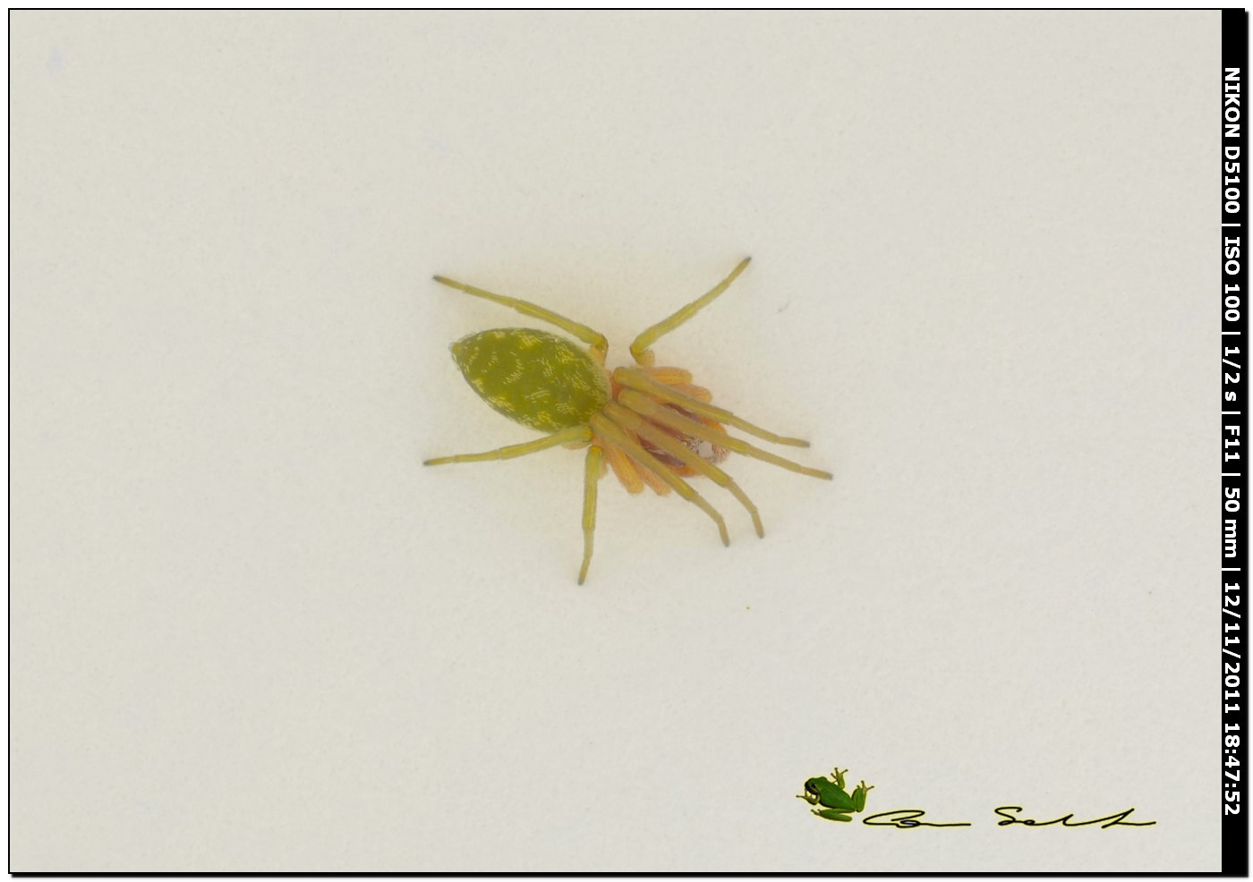Nigma walckenaeri