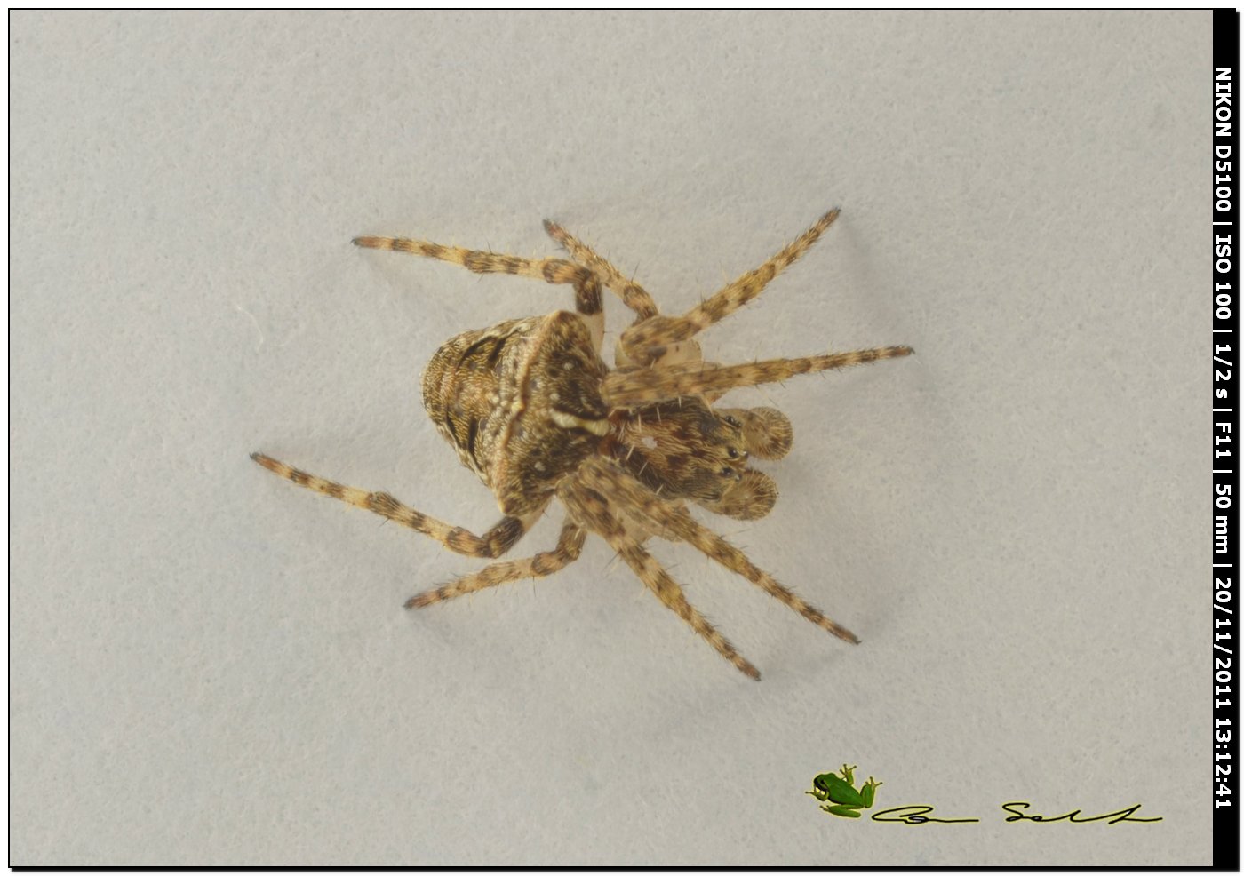 Agalenatea redii? No. probabile Gibbaranea sp. maschio