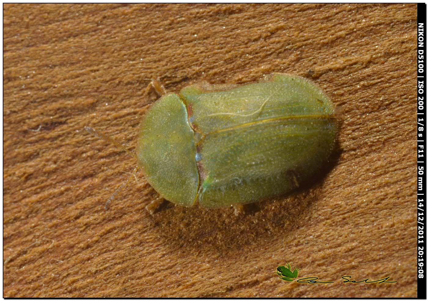 Cassida