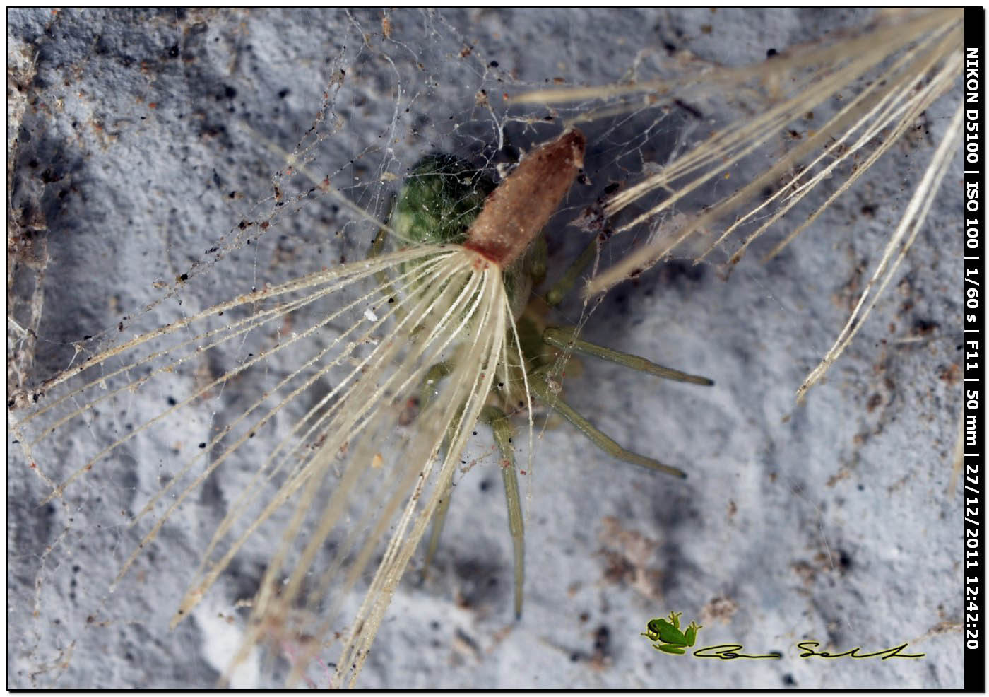 Nigma walckenaeri