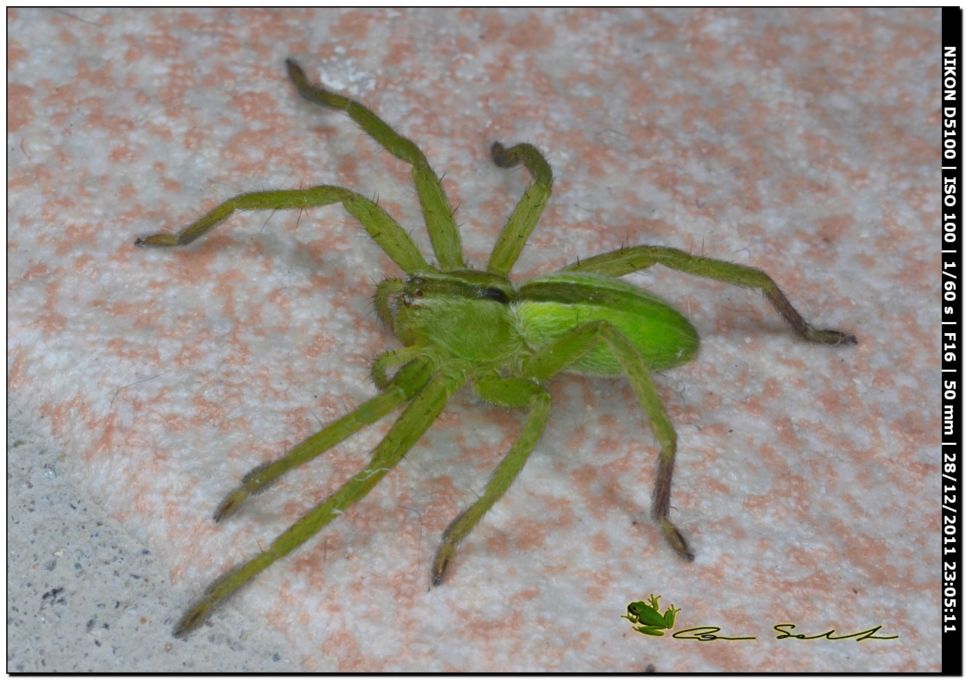 Sparassidae, Micrommata ligurina