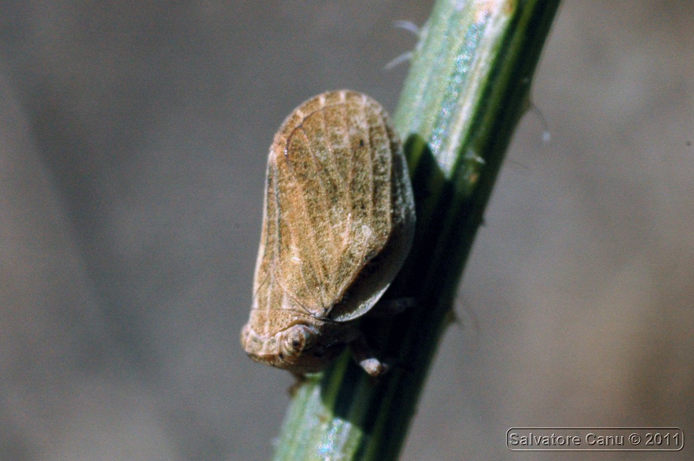 Issidae