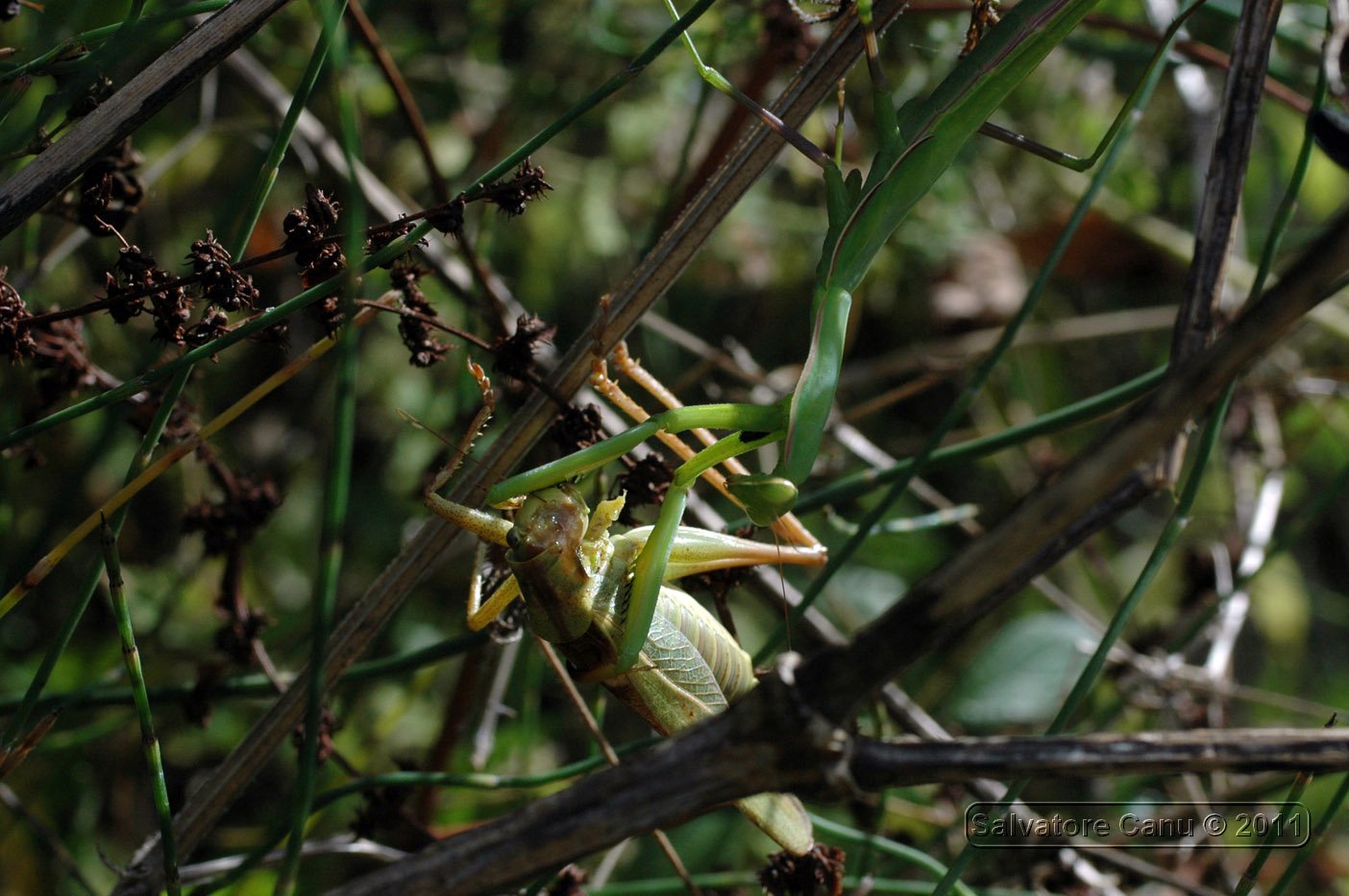 Mantis Religiosa, sequenza  di una predazione su Tettigonia