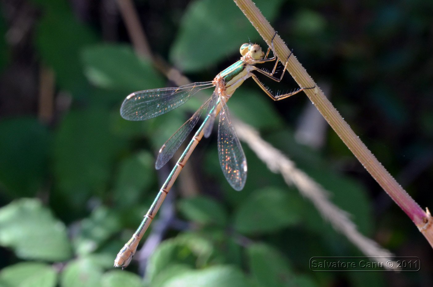 Lestes.. - Lestes barbarus