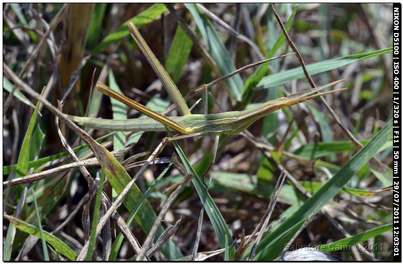 Acrida ungarica
