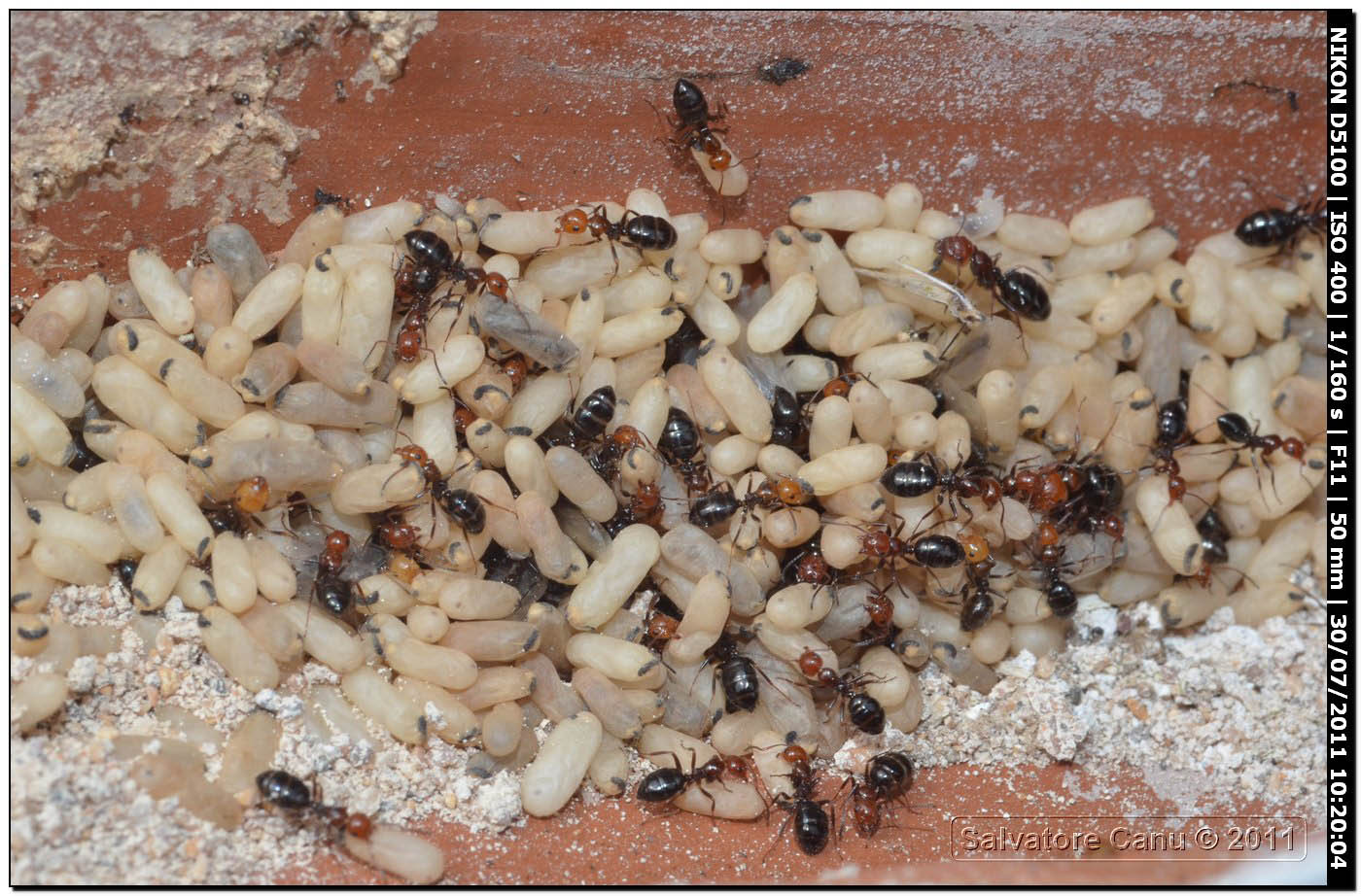Camponotus lateralis