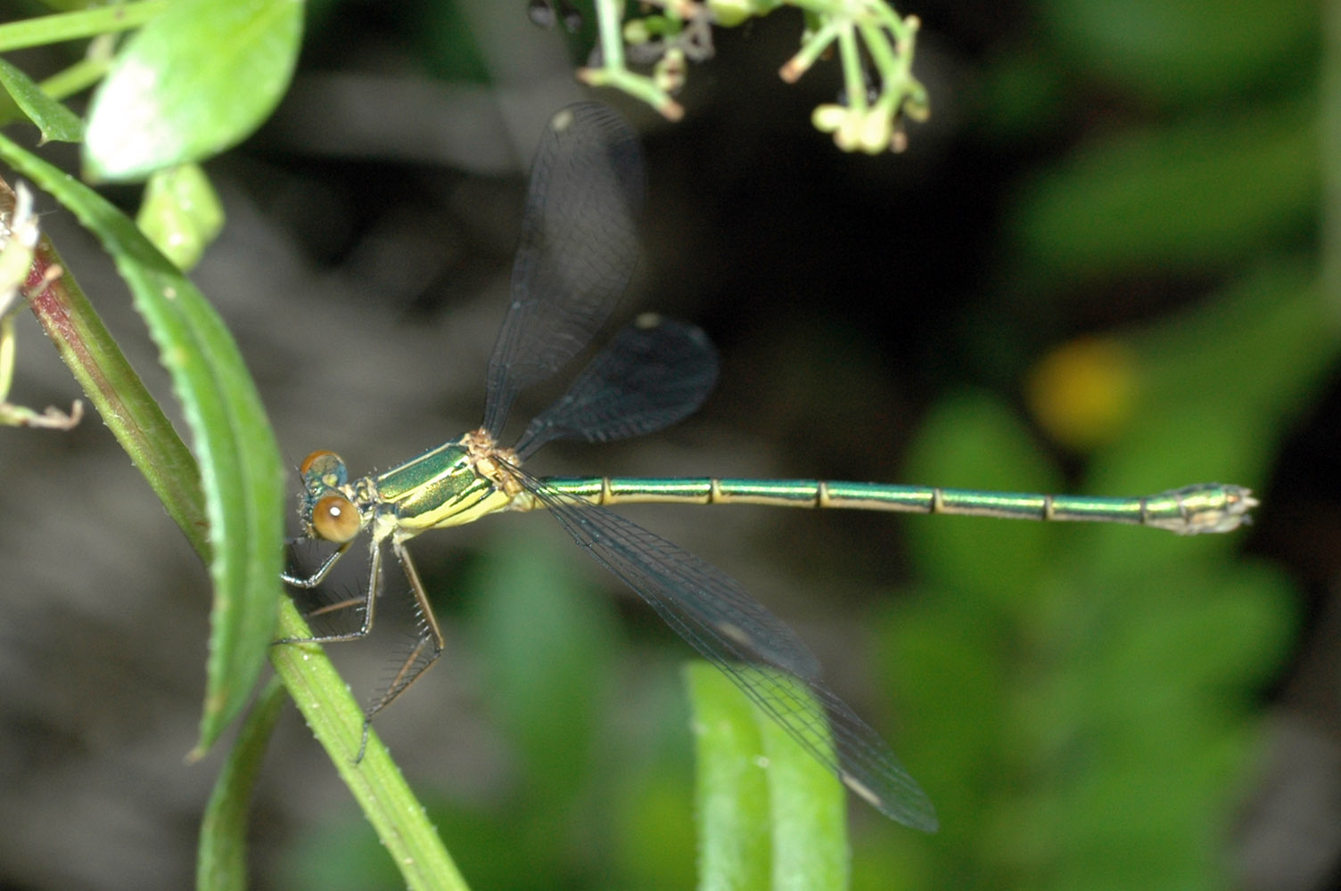 libellula da identificare: Chalcolestes viridis